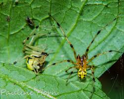 Attēlu rezultāti vaicājumam “Phylloneta sp.”