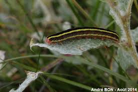 Attēlu rezultāti vaicājumam “Ceramica pisi”