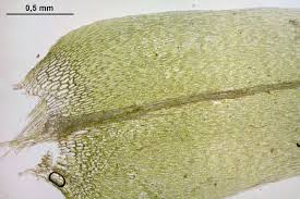 Attēlu rezultāti vaicājumam “Calliergon cordifolium”