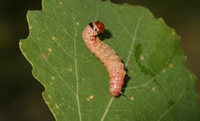 Attēlu rezultāti vaicājumam “Caenolyda reticulata”