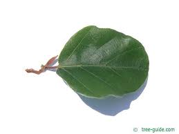 Attēlu rezultāti vaicājumam “Fagus sylvatica leaf”