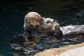 Image result for Worthing Otters