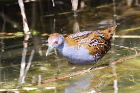 Image result for Porzana pusilla