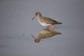 Attēlu rezultāti vaicājumam “Tringa totanus”