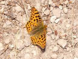 Attēlu rezultāti vaicājumam “Issoria lathonia upperside”