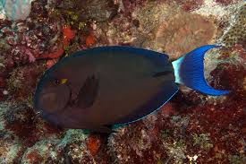 Image result for Acanthurus blochii