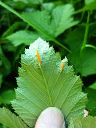 Attēlu rezultāti vaicājumam “Triphragmium ulmariae”