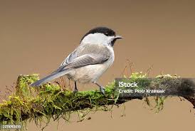 Attēlu rezultāti vaicājumam “Poecile montanus”