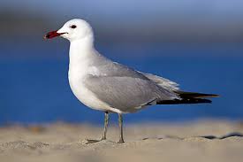 Image result for Larus audouinii