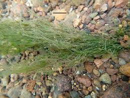 Attēlu rezultāti vaicājumam “Nitella flexilis”