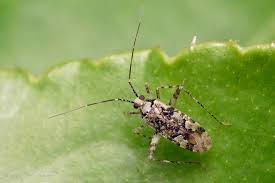 Attēlu rezultāti vaicājumam “Phytocoris tiliae imago”