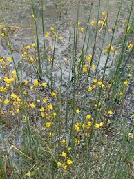 Attēlu rezultāti vaicājumam “Utricularia vulgaris flower”
