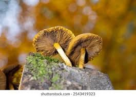 Attēlu rezultāti vaicājumam “Pholiota aurivella”