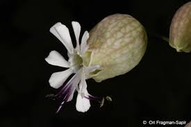 Attēlu rezultāti vaicājumam “Silene vulgaris flower”