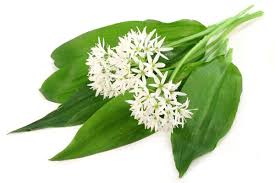 Image result for Bärlauch