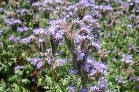 Image result for Phacelia