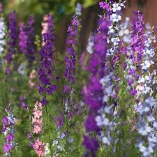 Image result for Delphinium consolida