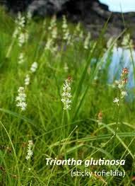 Attēlu rezultāti vaicājumam “Trichophorum alpinum flower”