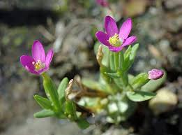 Attēlu rezultāti vaicājumam “Centaurium erythraea bud”