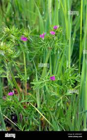Attēlu rezultāti vaicājumam “Geranium dissectum leaf”