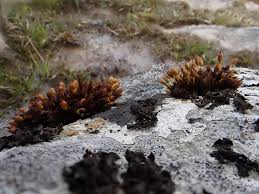 Attēlu rezultāti vaicājumam “Orthotrichum cupulatum var. riparium sporophyte”