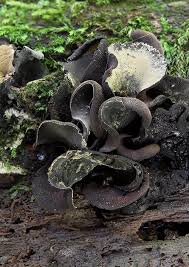 Attēlu rezultāti vaicājumam “Ionomidotis irregularis”