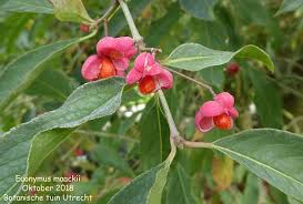 Attēlu rezultāti vaicājumam “Euonymus verrucosus fruit”