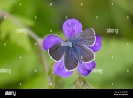 Attēlu rezultāti vaicājumam “Vacciniina optilete underside”