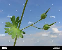 Attēlu rezultāti vaicājumam “Geranium molle leaf”