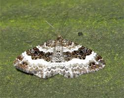 Attēlu rezultāti vaicājumam “Epirrhoe”