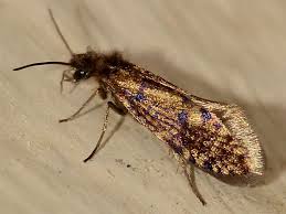 Attēlu rezultāti vaicājumam “Eriocraniidae”