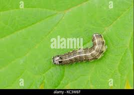 Attēlu rezultāti vaicājumam “Orthosia sp. larva”