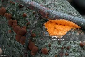 Attēlu rezultāti vaicājumam “Dictydiaethalium plumbeum”