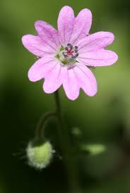 Attēlu rezultāti vaicājumam “Geranium molle flower”