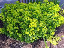 Attēlu rezultāti vaicājumam “Euphorbia palustris”