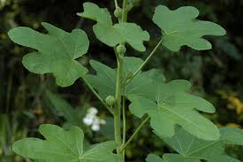 Attēlu rezultāti vaicājumam “Alcea rosea leaf”