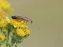 Attēlu rezultāti vaicājumam “Ectobius sylvestris female”