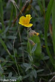 Attēlu rezultāti vaicājumam “Helianthemum nummularium leaf”