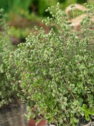 Image result for Majoran