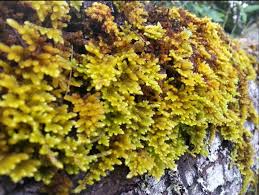 Attēlu rezultāti vaicājumam “Orthotrichum lyellii”