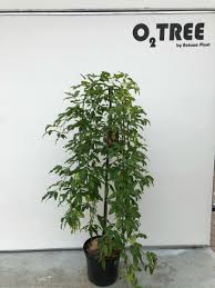 Attēlu rezultāti vaicājumam “Laburnum alpinum leaf”