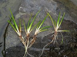 Attēlu rezultāti vaicājumam “Isoetes lacustris leaf”