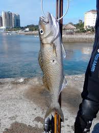 Image result for Aprion virescens