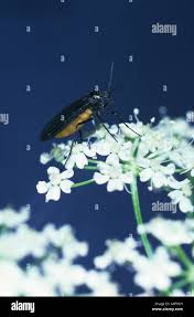 Attēlu rezultāti vaicājumam “Sciara analis”