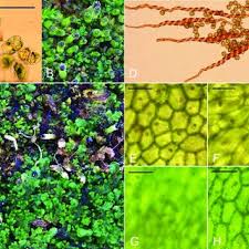 Attēlu rezultāti vaicājumam “Riccardia chamaedryfolia”