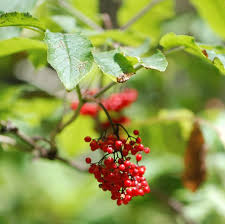 Attēlu rezultāti vaicājumam “Adoxaceae”