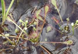 Attēlu rezultāti vaicājumam “Drosera intermedia”