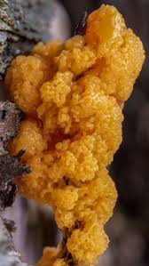 Attēlu rezultāti vaicājumam “Fuligo cinerea macro”