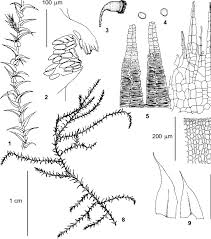 Attēlu rezultāti vaicājumam “Eurhynchiastrum pulchellum”