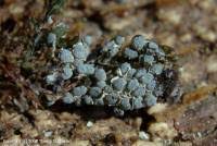 Attēlu rezultāti vaicājumam “Diderma spumarioides sessile”